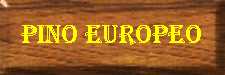 Pino Europeo