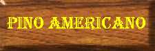 Pino Americano